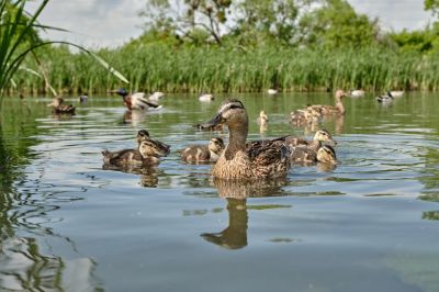 Get a New Pond Installed on Your Property!